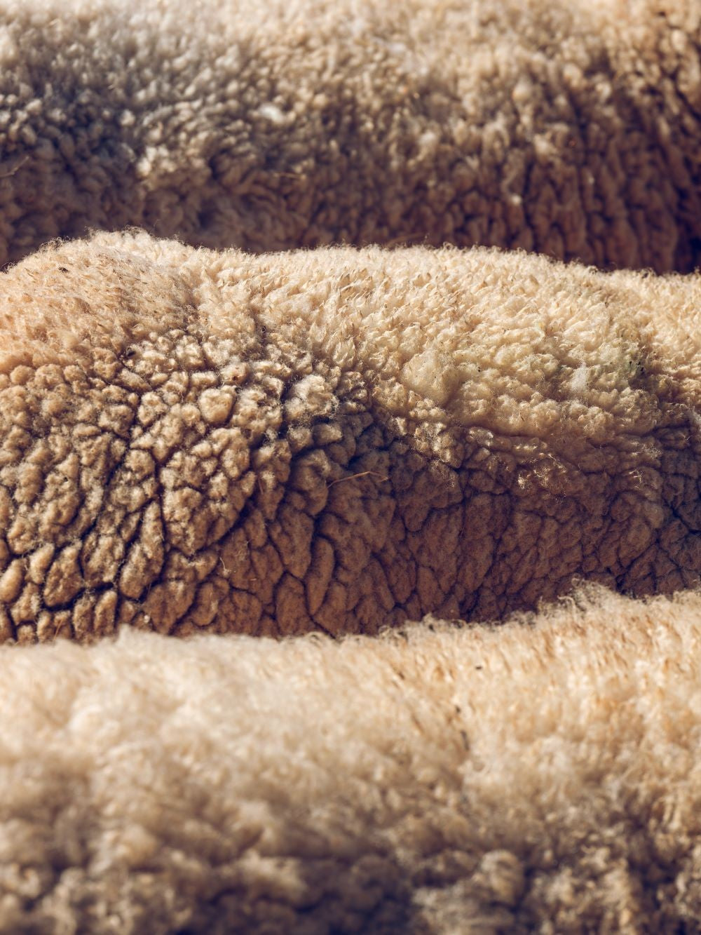 Merinó gyapjú: miért viseljük és hogyan kell ápolni?